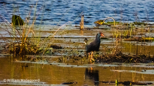 iNaturalist: (c) William Maliepaard, some rights reserved (CC BY-NC), uploaded by William Maliepaard iNaturalist image