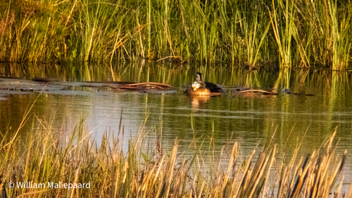 iNaturalist image