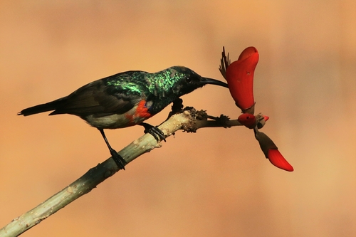 Southern Greater Double-collared Sunbird
