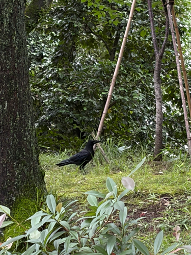 Large-billed Crow