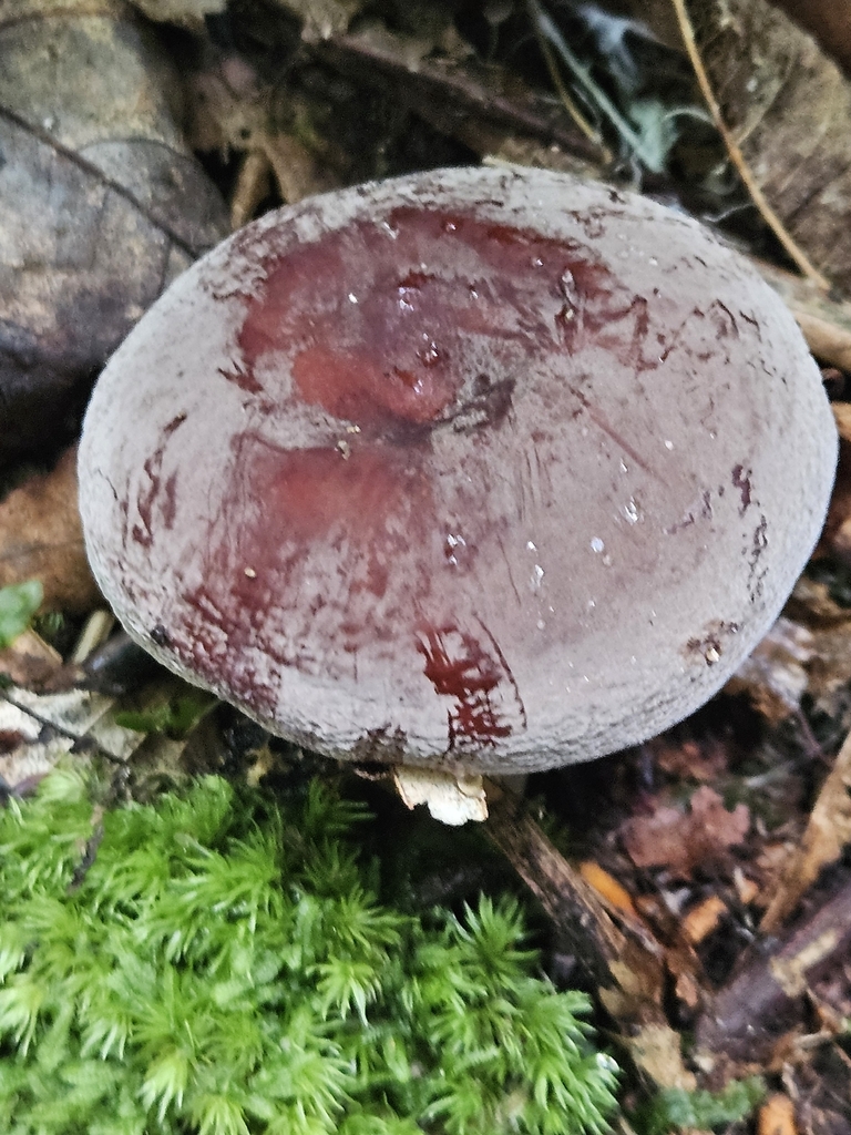 Corrugated-cap Milky · July 2026 · photo: Photo: (c) willingarden, some rights reserved (CC BY) · iNaturalist