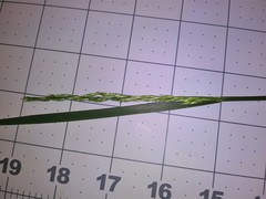 Poaceae