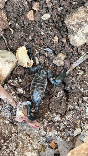 Jericho Scorpion