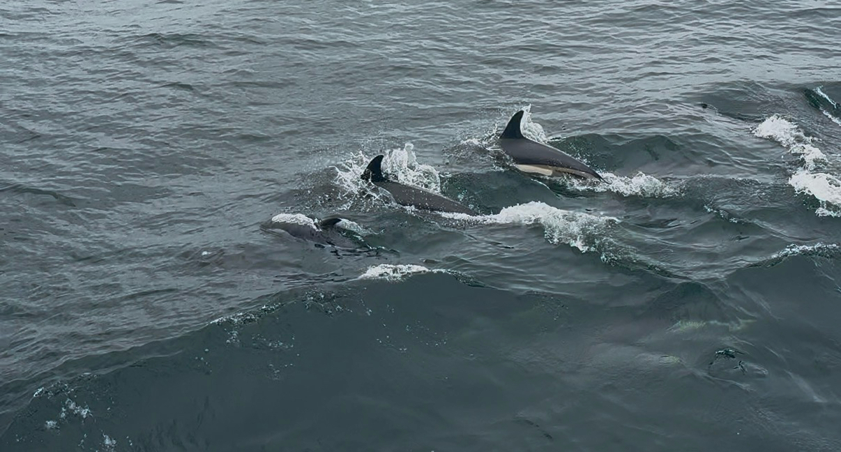 Lagenorhynchus acutus