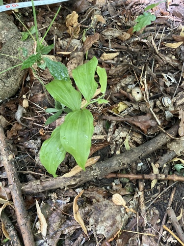 Polygonatum latifolium, photograph 4
