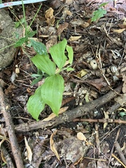 Polygonatum latifolium, photograph author not stated, no rights reserved