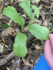 Polygonatum latifolium, photograph author not stated, no rights reserved