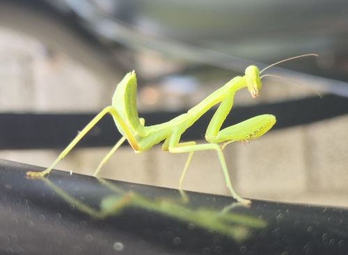 Transcaucasian Giant Mantis