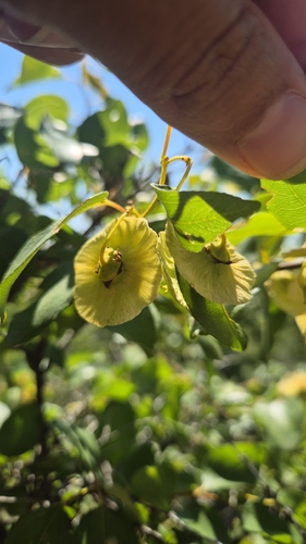 Jerusalem Thorn