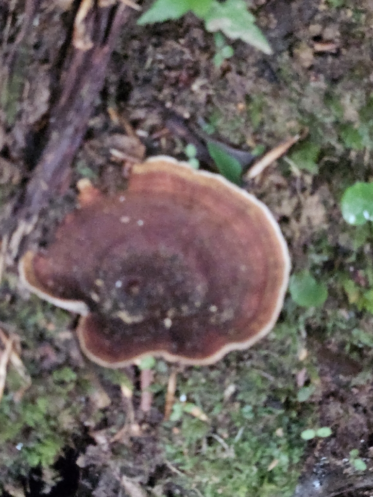 Coltricia montagnei greenei · July 2026 · photo: Photo: (c) willingarden, some rights reserved (CC BY) · iNaturalist