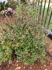 Abelia × grandiflora