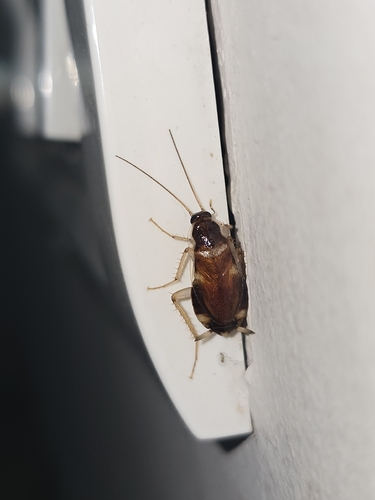 Brown-banded Cockroach