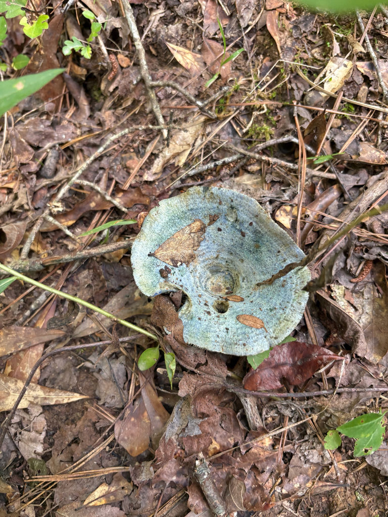 indigo milk cap · July 2026 · photo: Photo: no rights reserved · iNaturalist