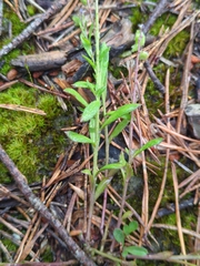 Polygala amarella, photograph (c) Alexis Tinker-Tsavalas, some rights reserved (CC BY)
