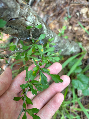 Crataegus spathulata, photograph 5