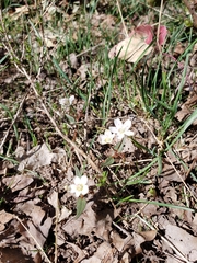 Claytonia lanceolata