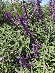 Salvia leucantha