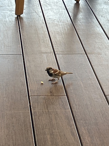 House Sparrow