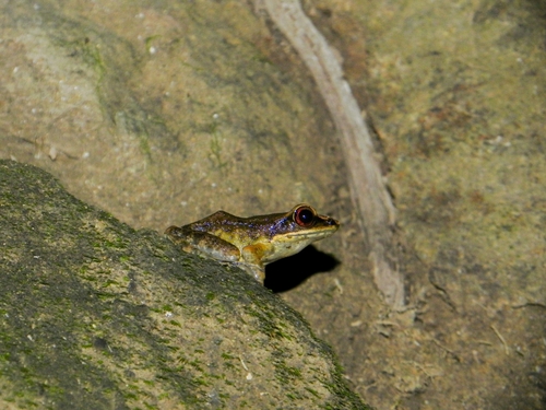 Pulchrana grandocula, 2026-07-06