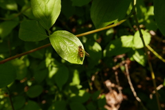 Epistrophe nitidicollis