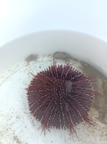 Violet Sea Urchin