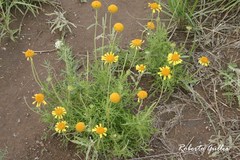 Gaillardia megapotamica