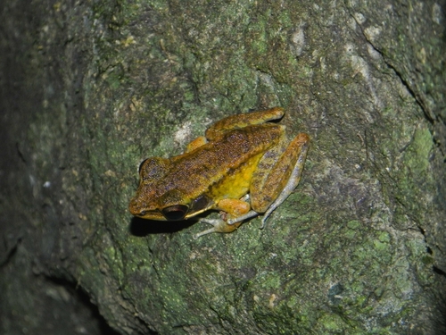 Pulchrana grandocula, 2026-07-06