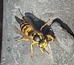 German Yellowjacket