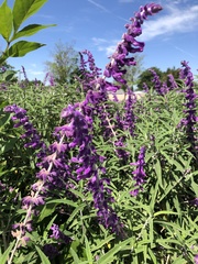 Salvia leucantha