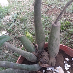 Zamioculcas