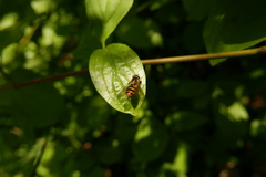 Epistrophe nitidicollis