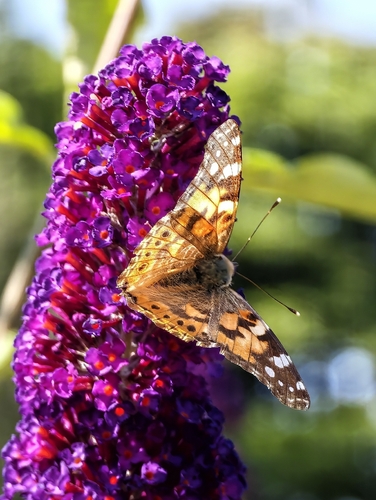 Painted Lady