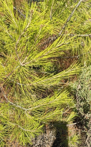 Aleppo pine