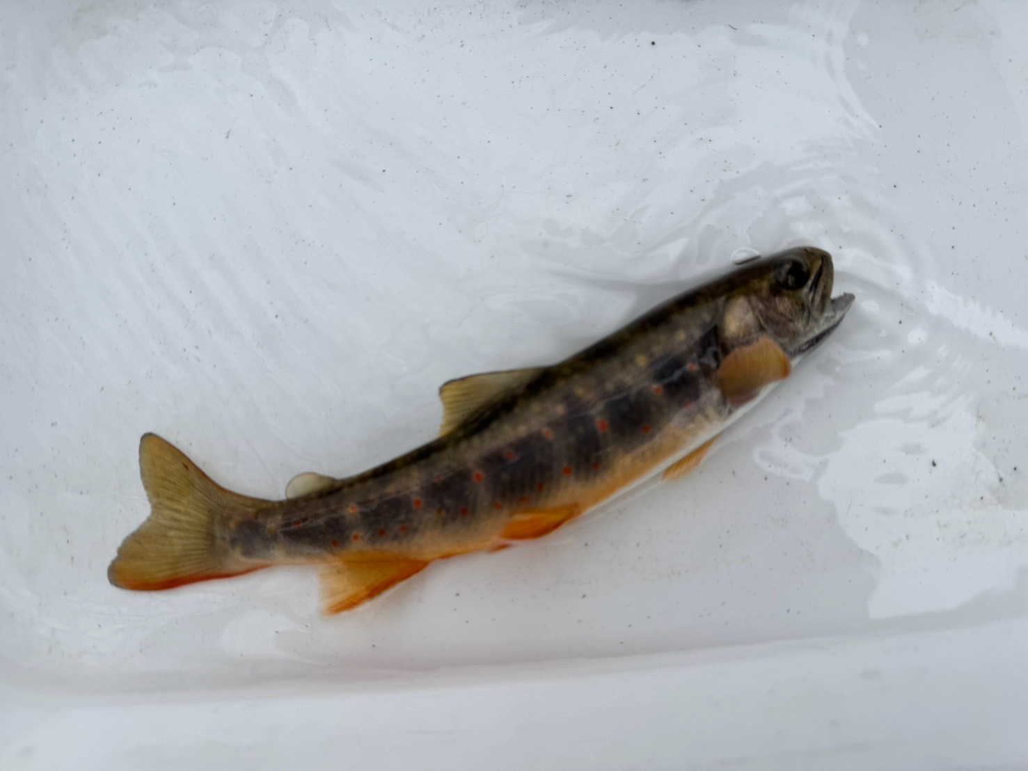 Asian Dolly Varden photo 8