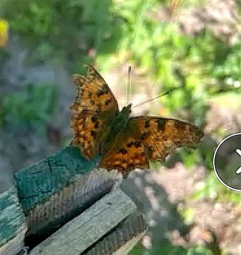 European Comma