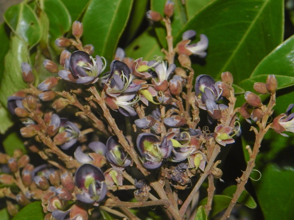 Ormosia calavensis