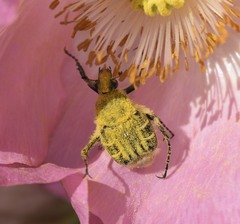 Trichiotinus texanus