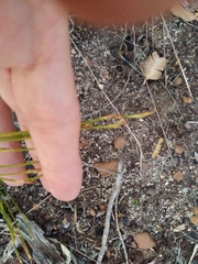 Hypodiscus willdenowia