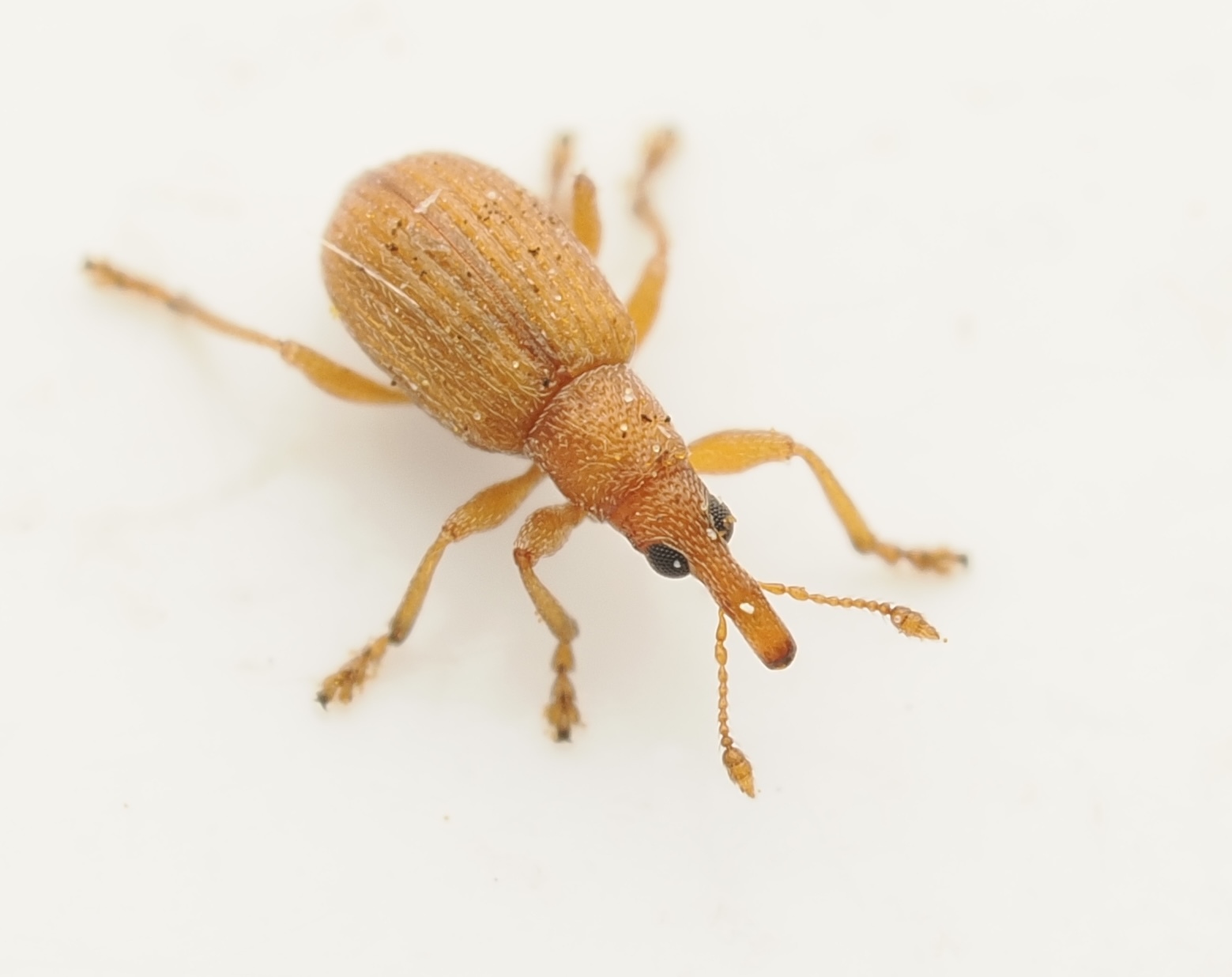 Apion rubiginosum