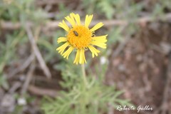 Gaillardia megapotamica