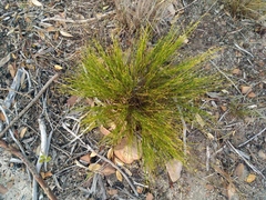 Hypodiscus willdenowia