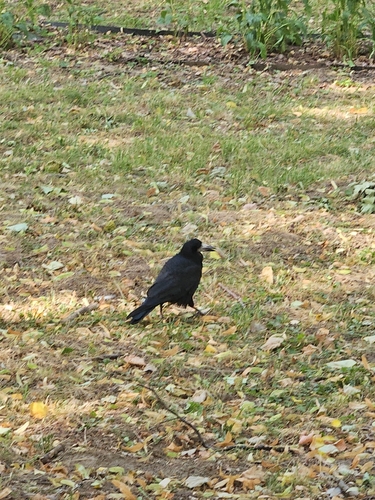 Rook