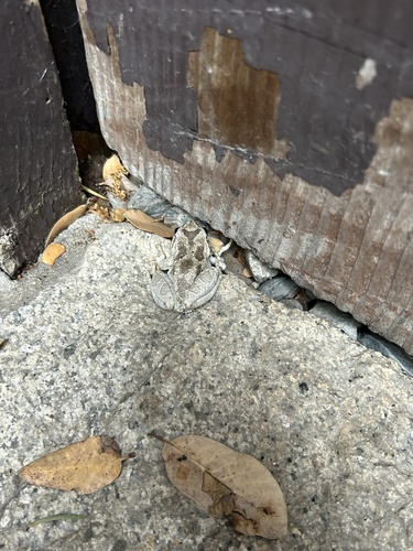 iNaturalist observation photo of Pacific chorus frog