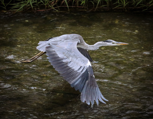 Grey Heron