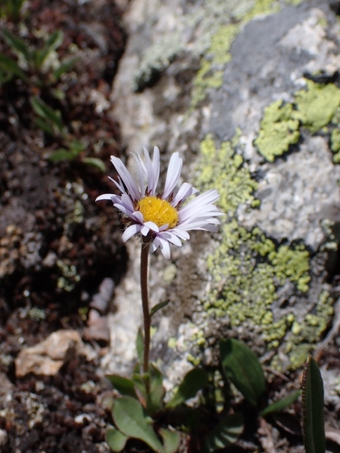 Erigeron grandiflorus, photograph 1