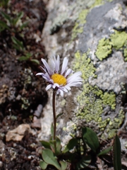 Erigeron grandiflorus