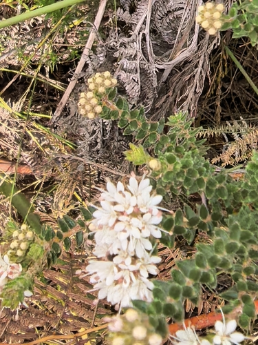 Agathosma elegans (Agathosma elegans)