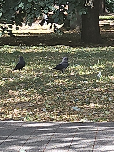 Eurasian Jackdaw