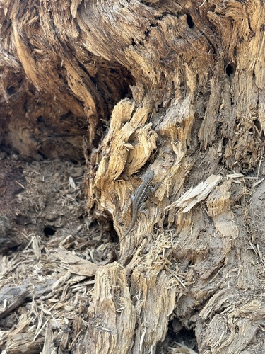 iNaturalist observation photo of Common Sagebrush Lizard