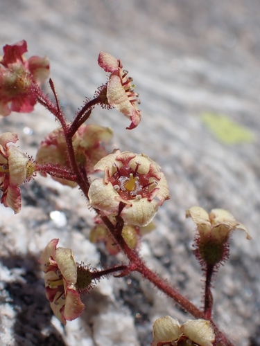 Ribes laxiflorum, photograph 5
